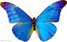 u=1684811729,206991548&amp;fm=116&amp;gp=0.webp