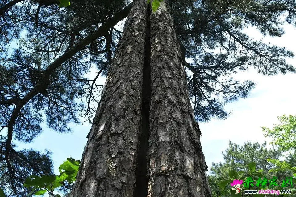psb (100).webp