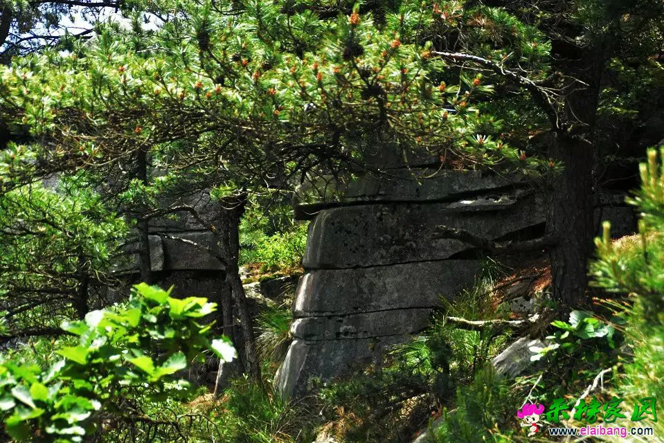 52.webp