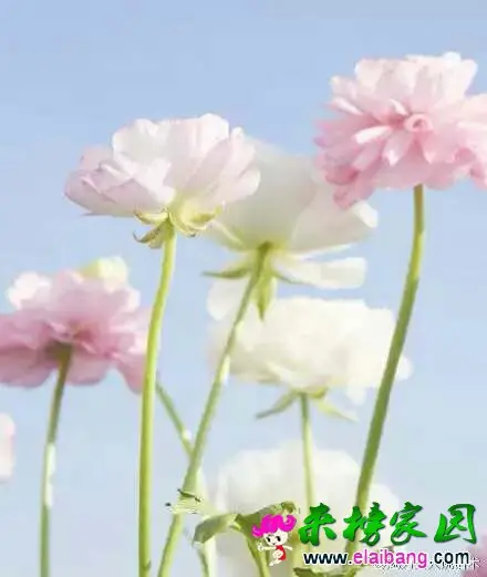 063532uwm2245nj42xvdxv.webp