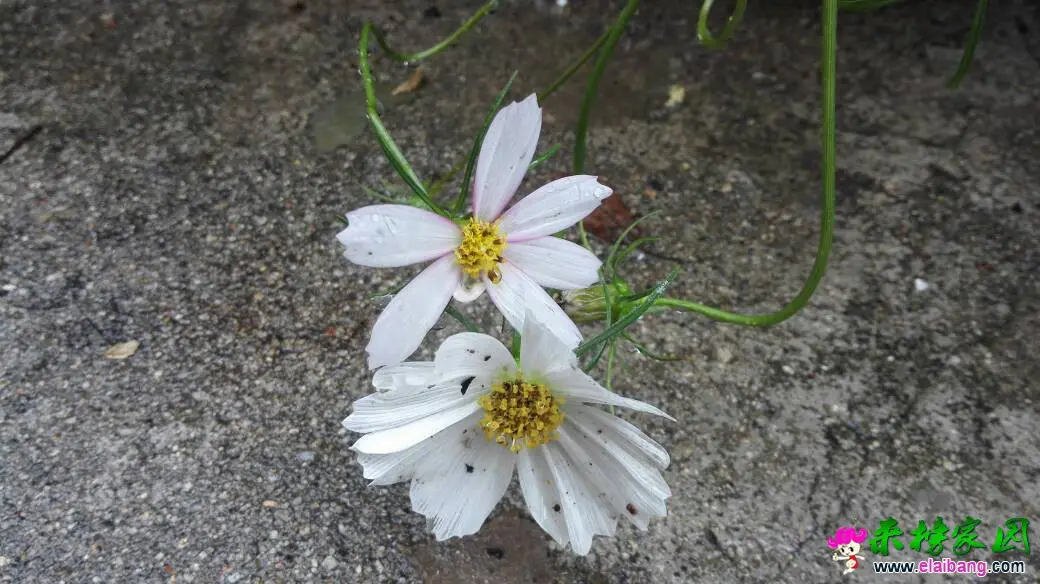 191719x2j2fu4pijjzfkvv.webp