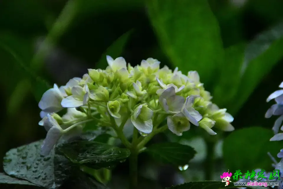 psb (5).webp