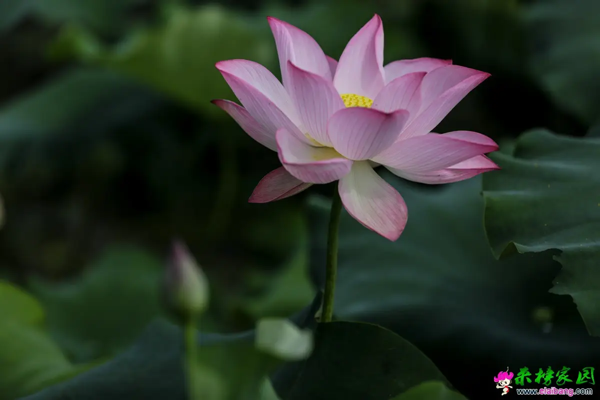 15.webp