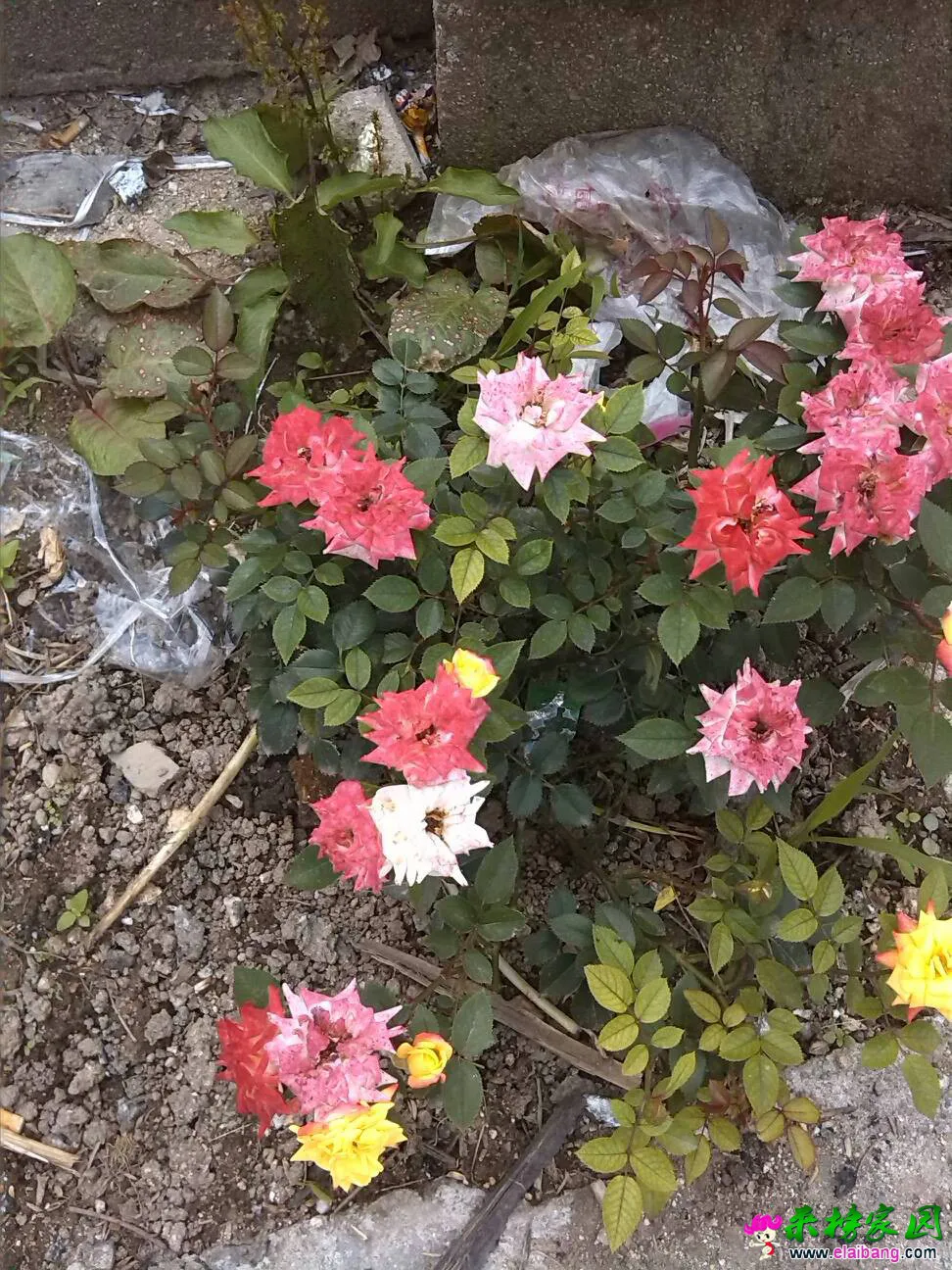 105437ag0gzpjxwpamgxw1.webp