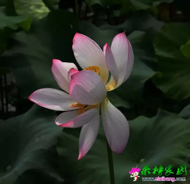 psb (36).webp
