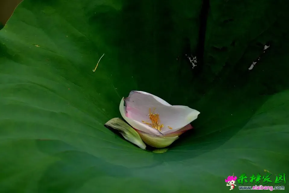 psb (42).webp
