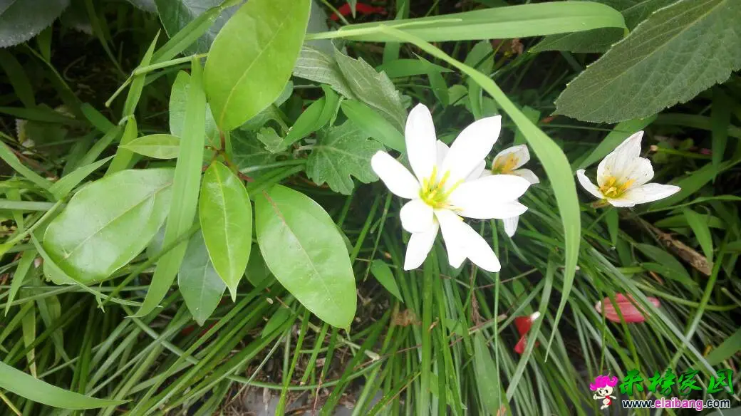 140557bcskgkgkrjiki5ii.webp