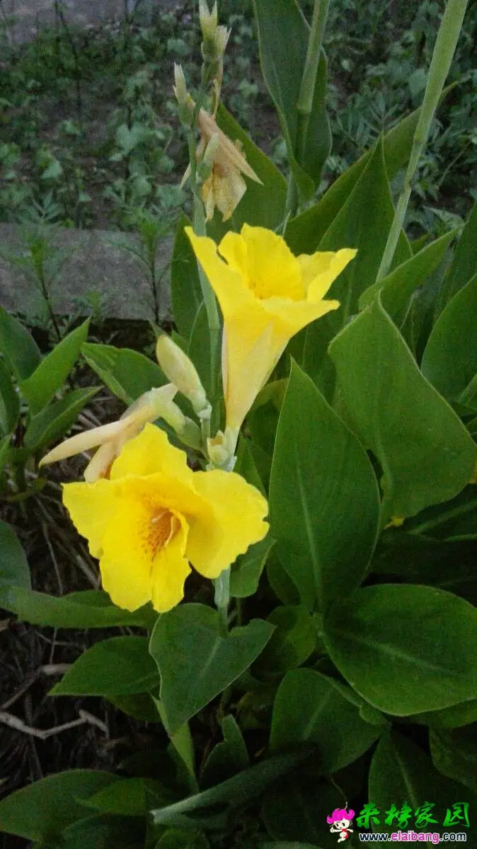 140557xtydytxgbp03bg3x.webp