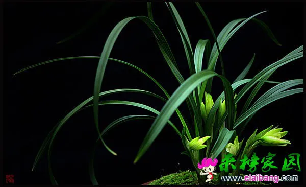 800.webp