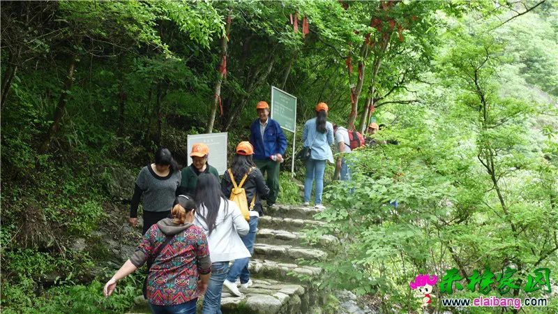 天峡神树银缕梅.webp