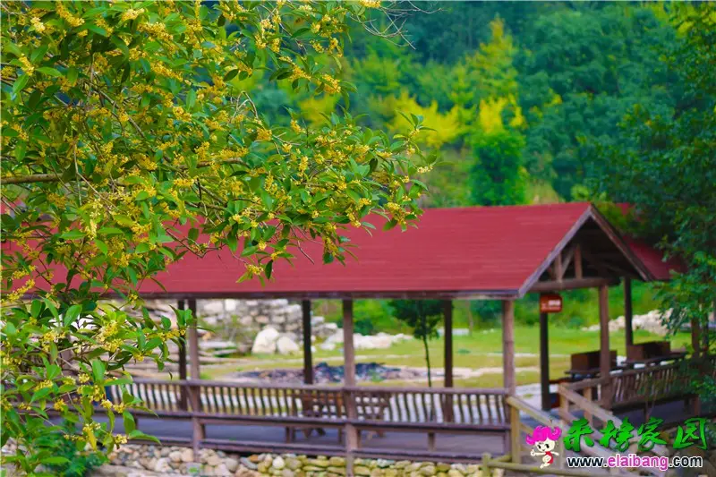 桂花开了.webp