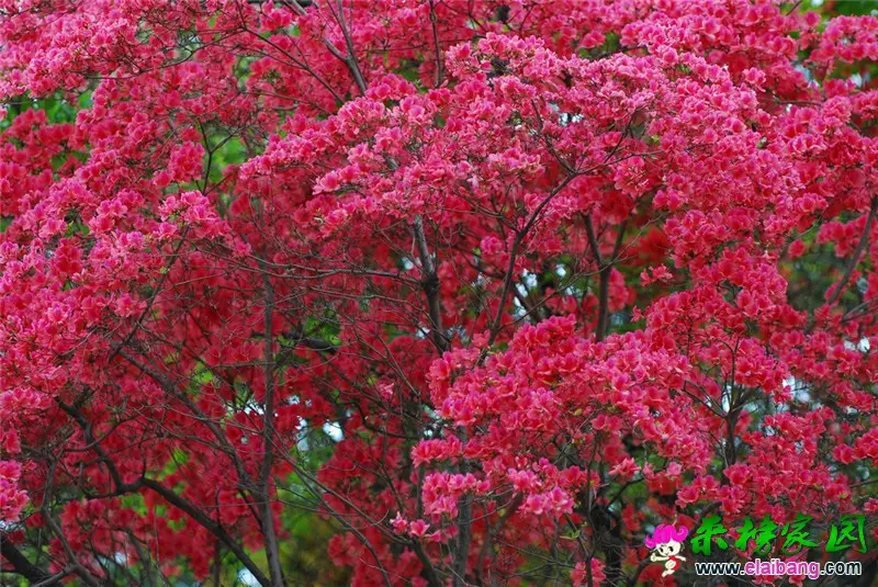 94、杜鹃花开（河图南河）        葛岳城 摄.webp