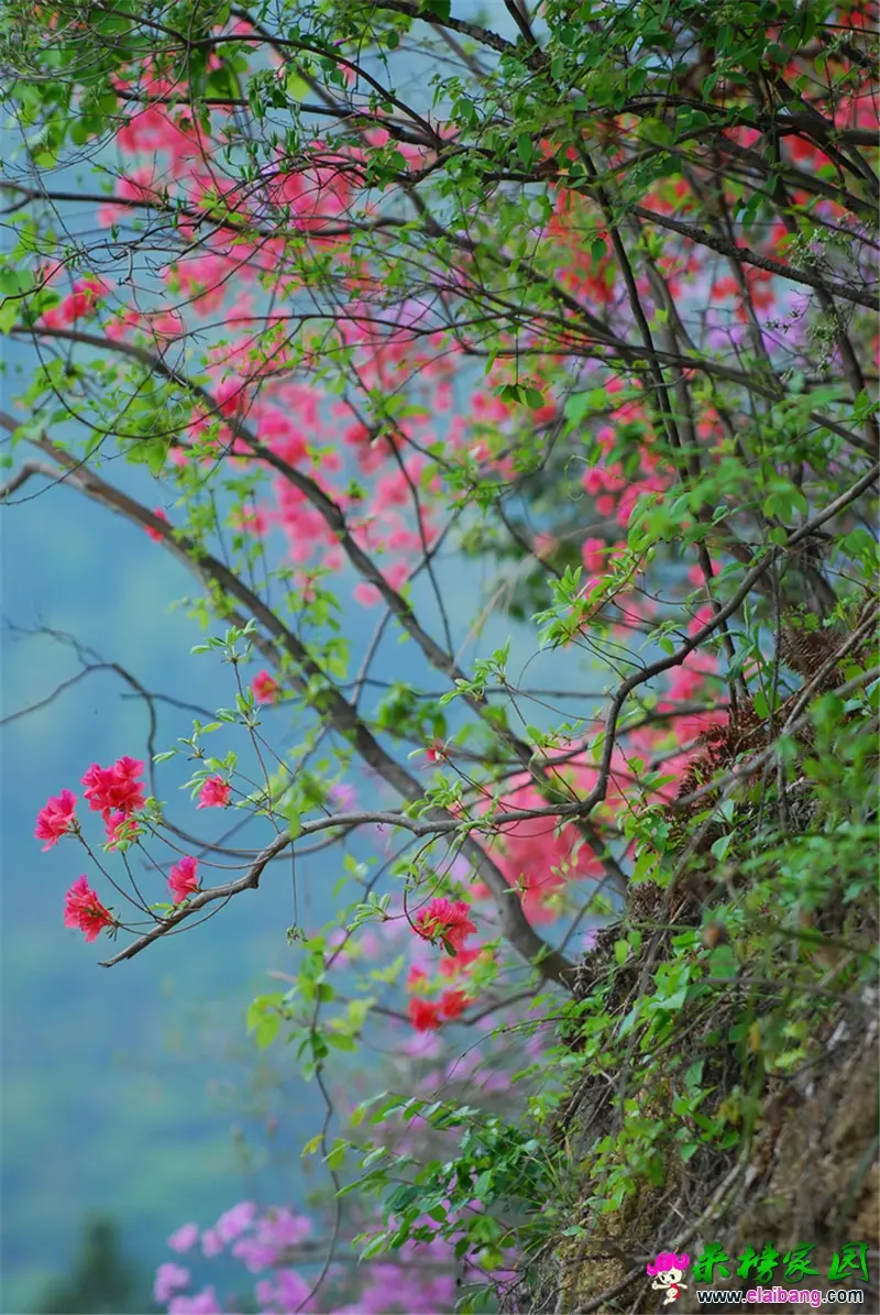 95、杜鹃花（河图南河）            葛岳城  摄.webp