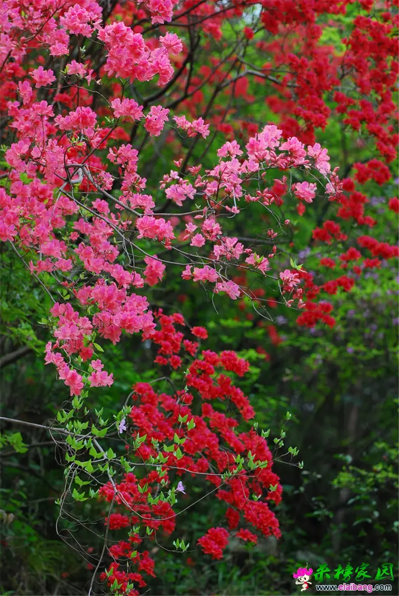春 (2).webp