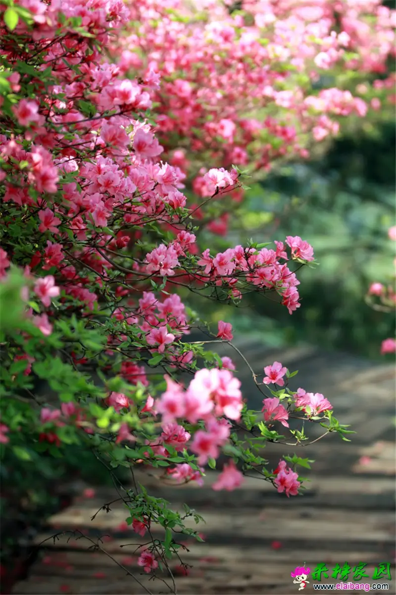 杜鹃花 (2).webp