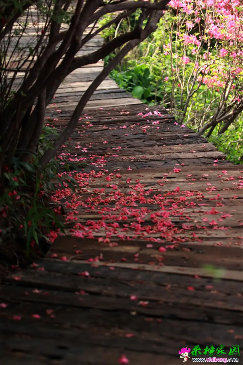 杜鹃花 (1).webp