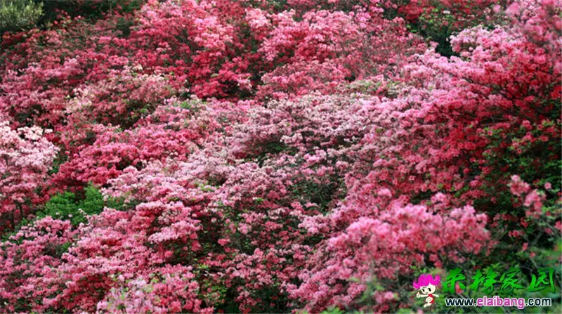 杜鹃花 (4).webp