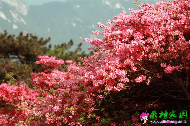 杜鹃花 (6).webp