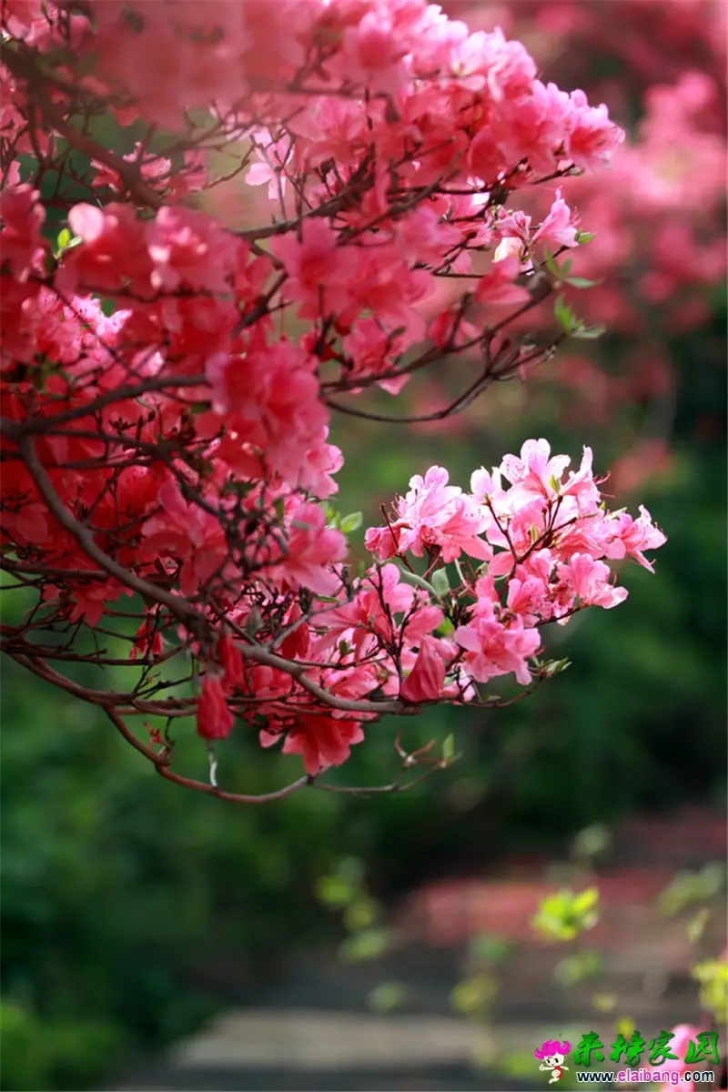 杜鹃花 (10).webp
