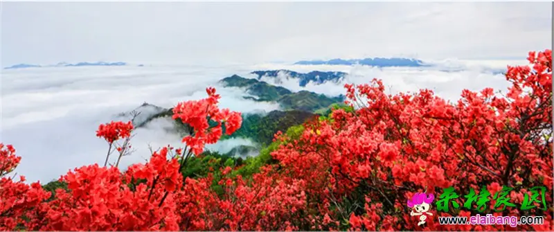 杜鹃花.webp