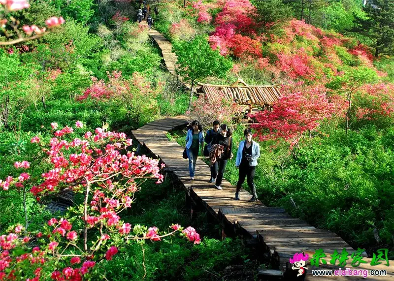 杜鹃花海 (3).webp