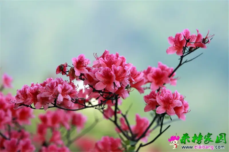 杜鹃花海 (2).webp