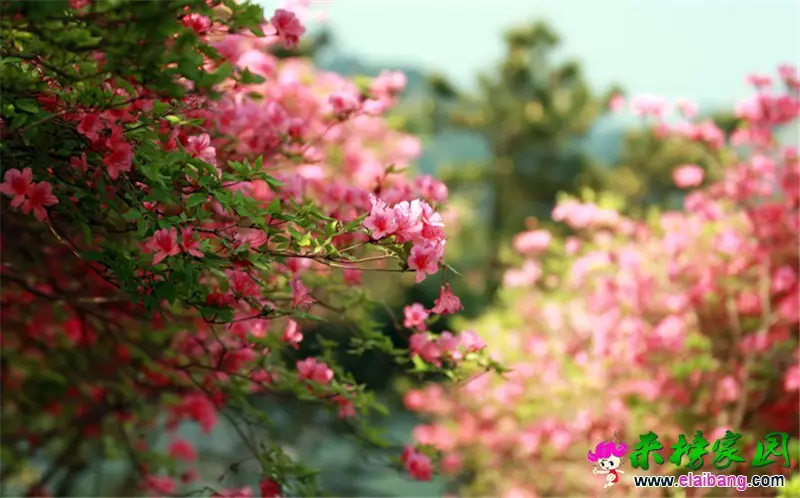 杜鹃花海 (4).webp