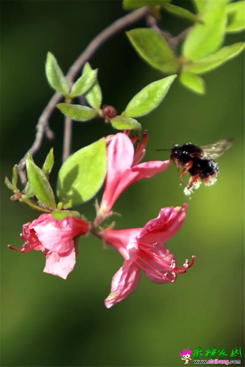 杜鹃花海 (5).webp