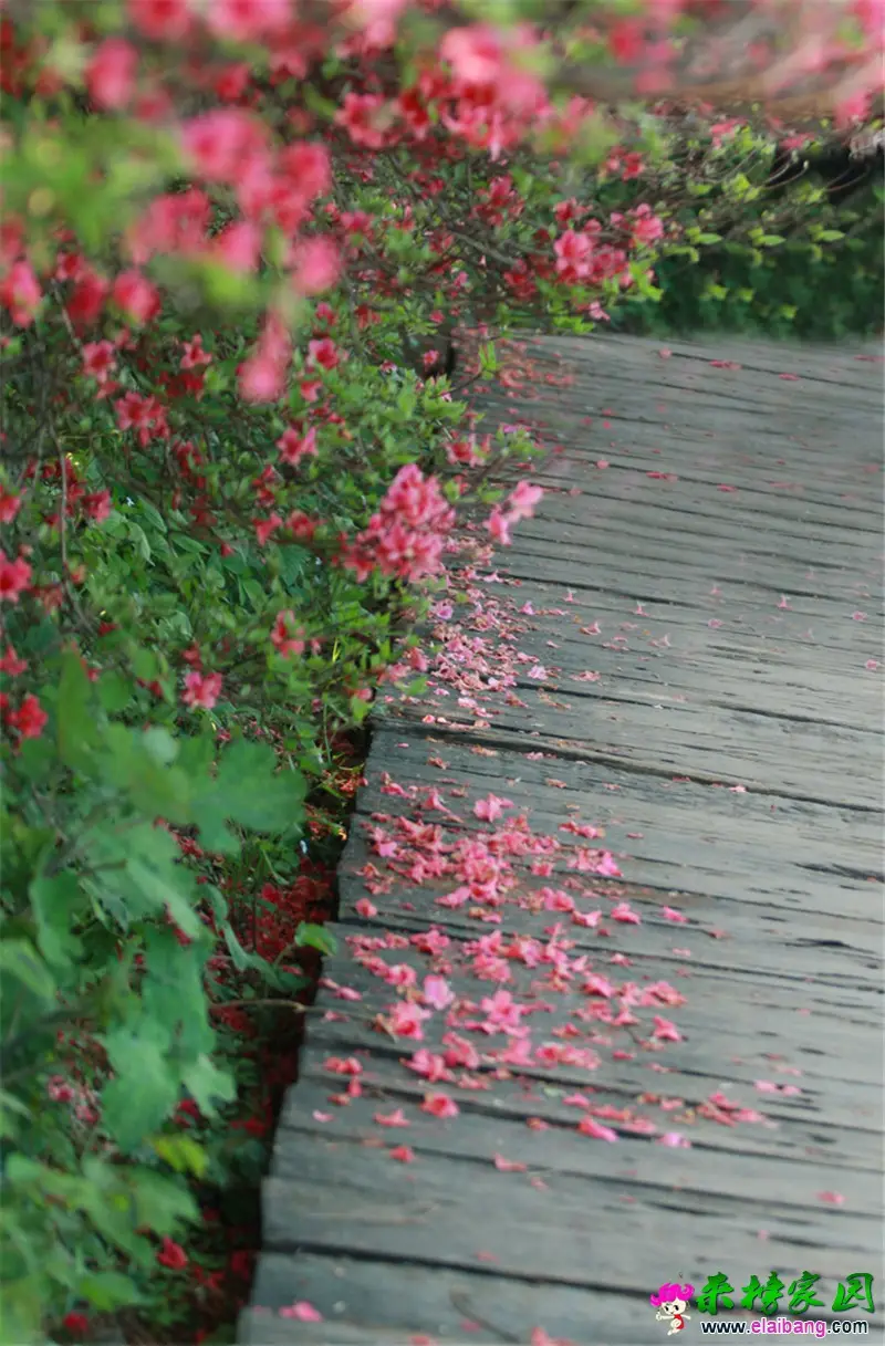 杜鹃花海.webp
