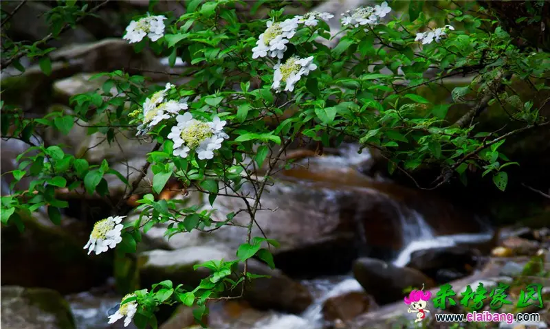 山花烂漫.webp
