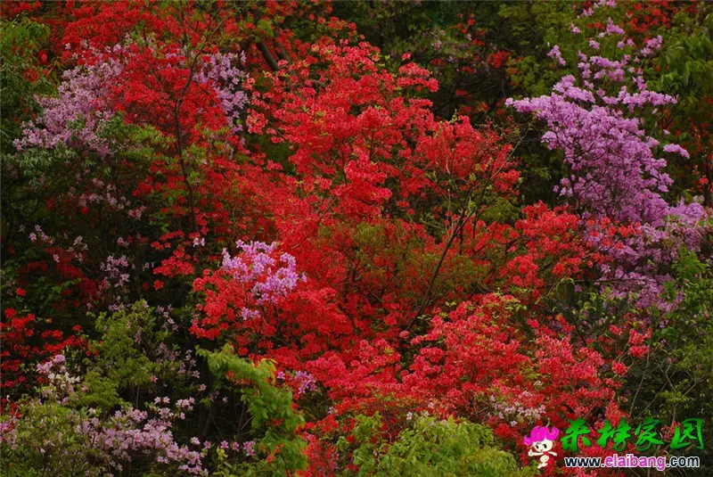 天峡五彩杜鹃（ (1).webp