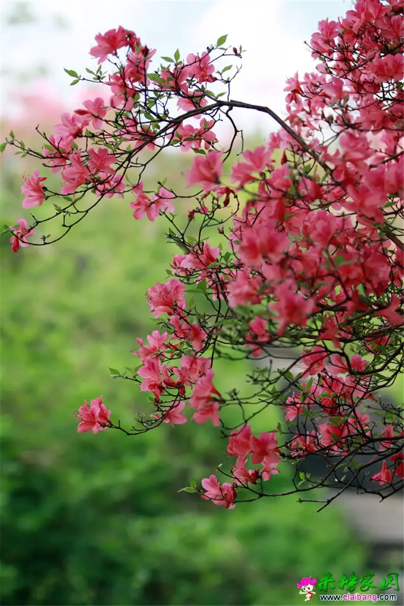 新游线 (4).webp