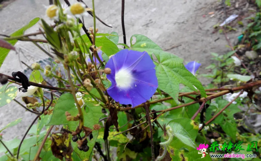QQ截图20150806111522.webp