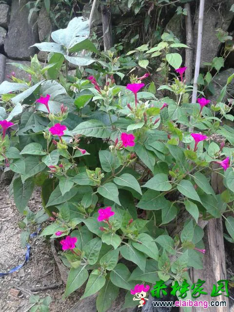 122338yml8ff8886e8qdm6.webp