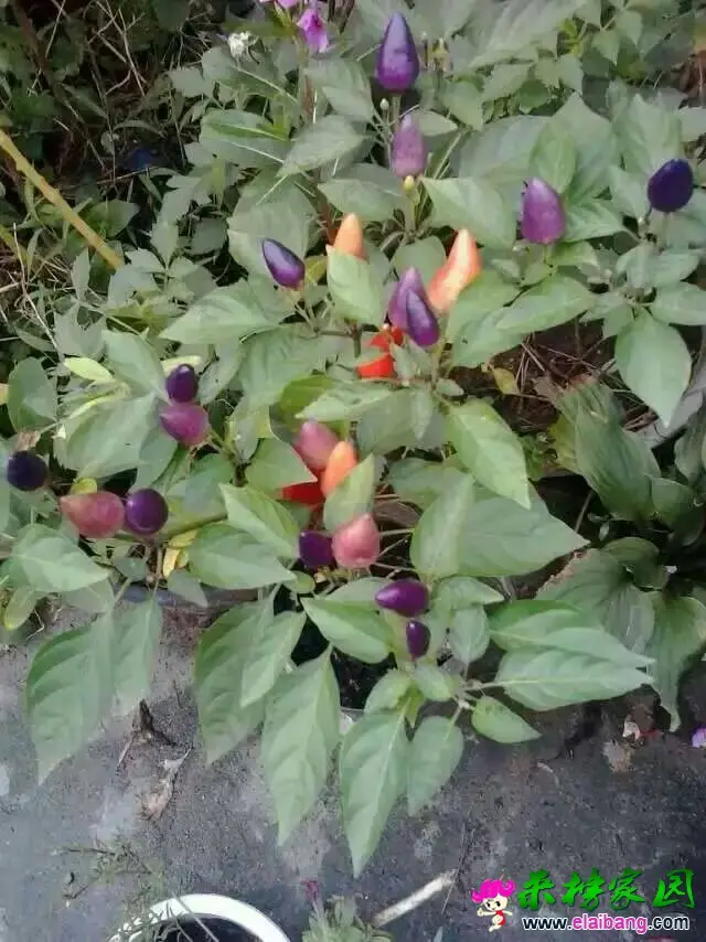 143028dfmjvf4c1cczcczk.webp