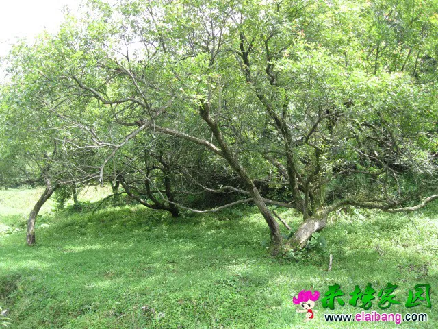 psb (12).webp