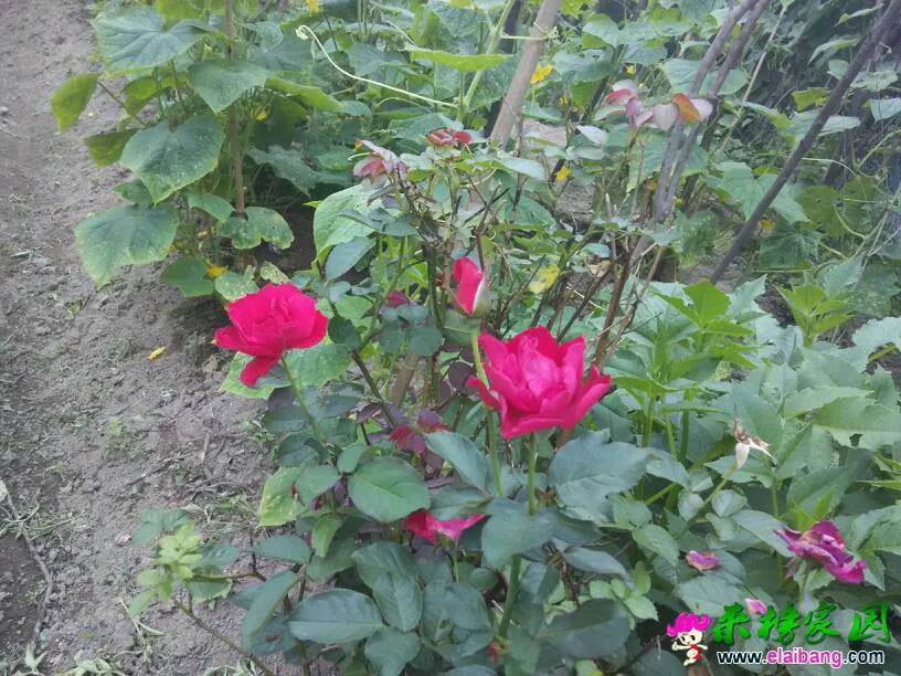 065142s15r896111icqxg5.webp