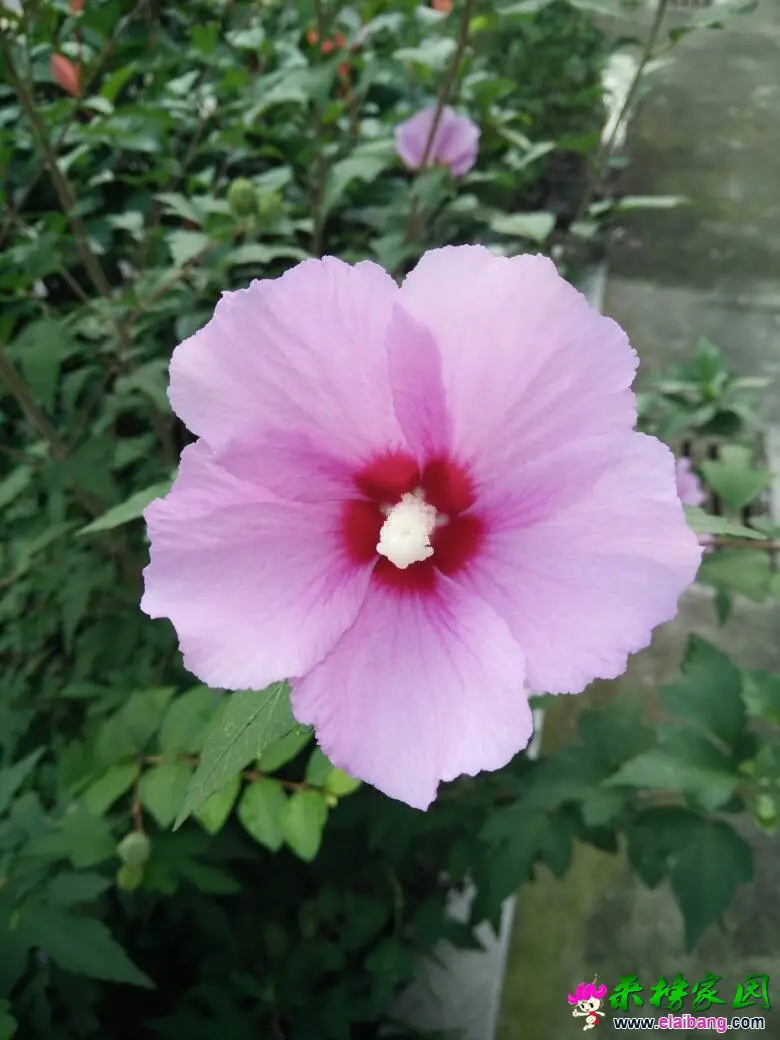 174441al44pzel814lc0ec.webp