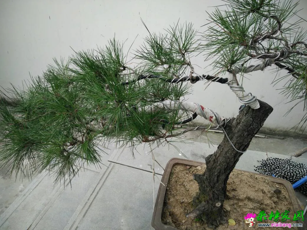 161558xunekns5asakanc5.webp