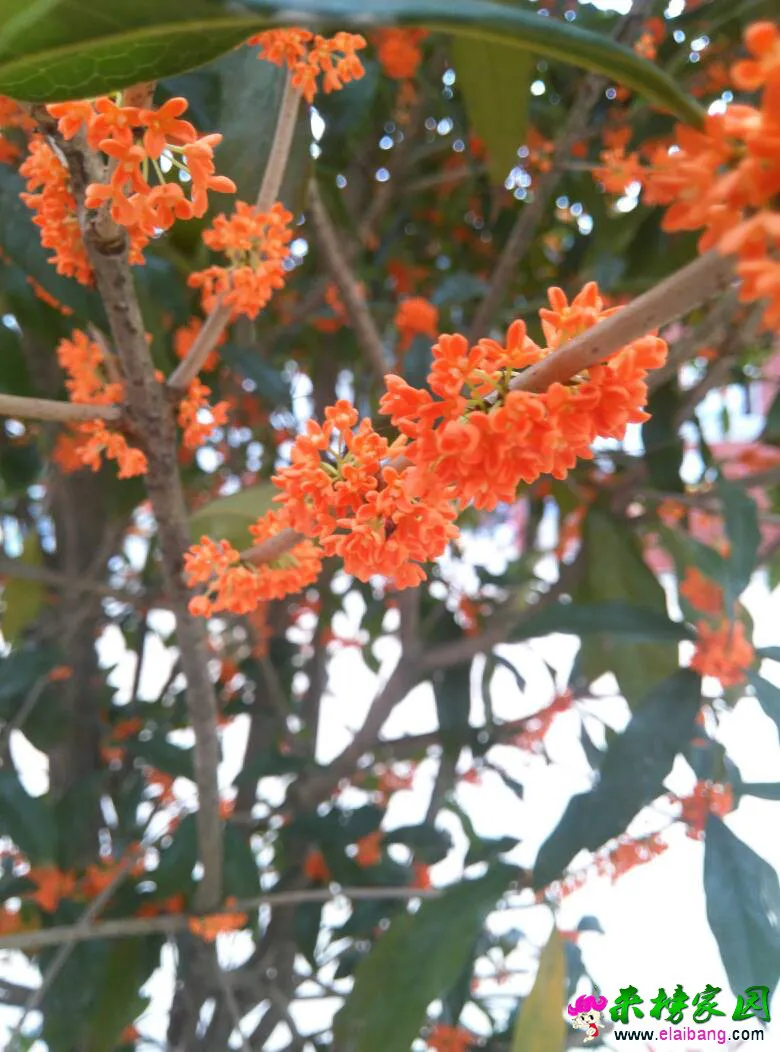 214905izlaxlxbgvrbnaqr.webp