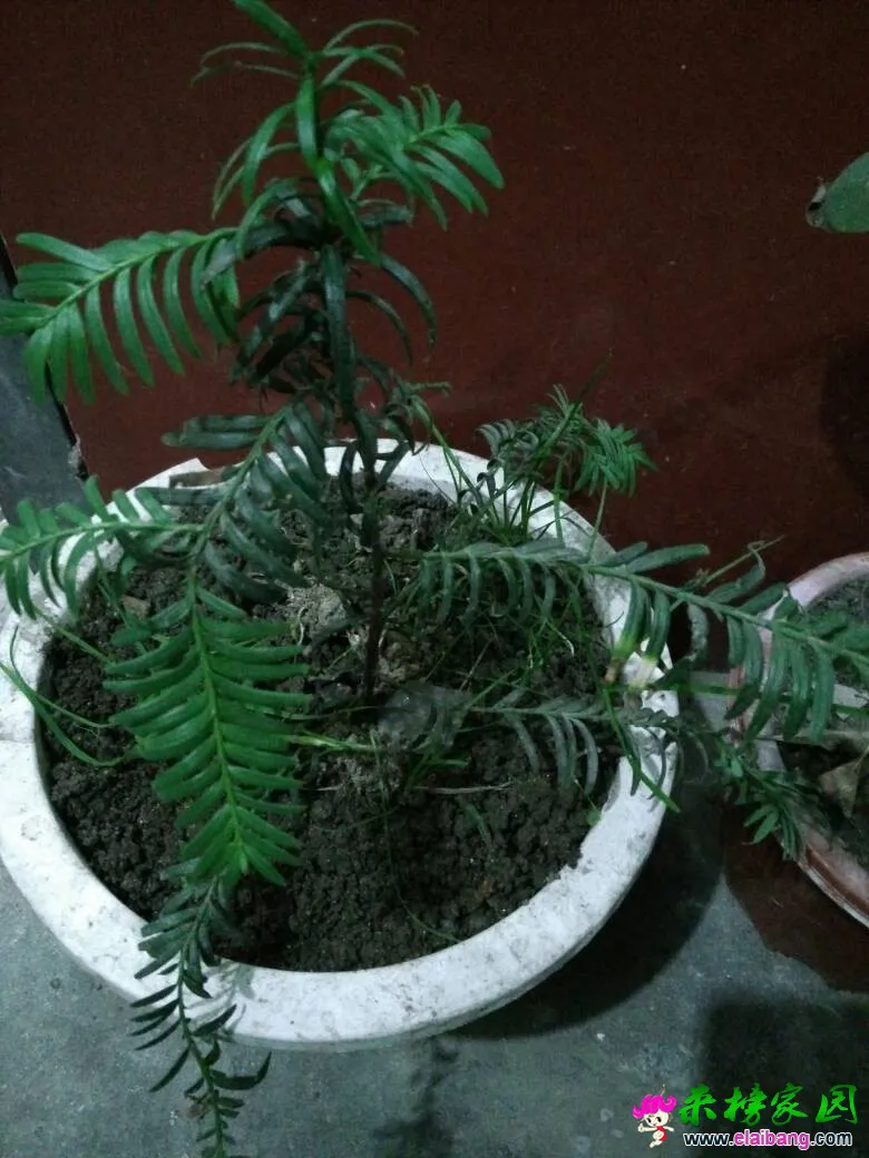 203725y6606xgz6088z0wx.webp