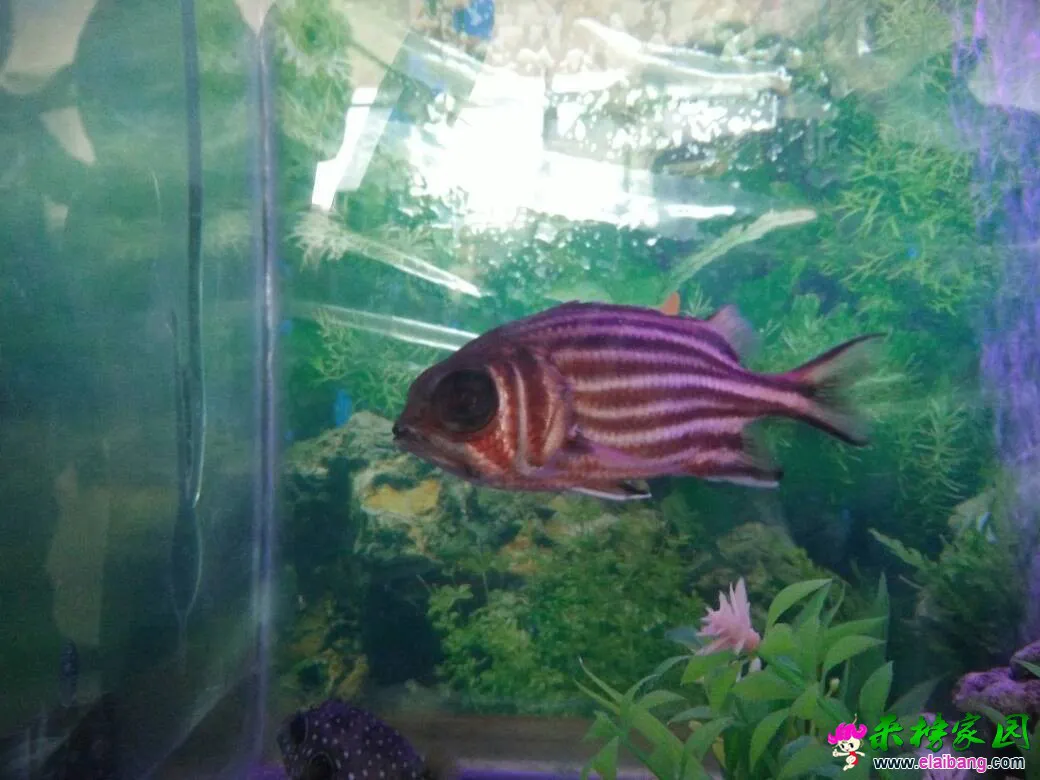 162154c2j0178orq2z21lr.webp