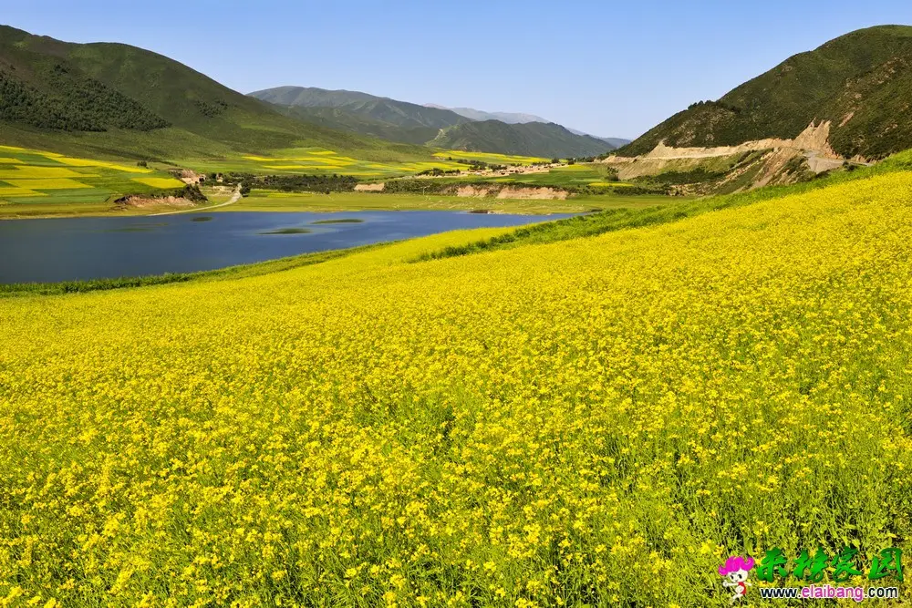 油菜花开.webp