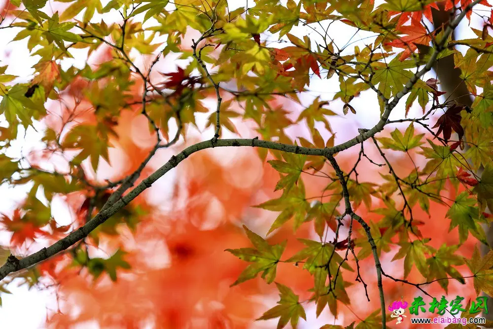06.webp