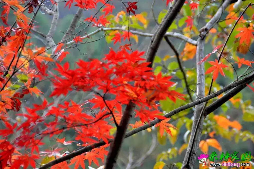 psb (40).webp