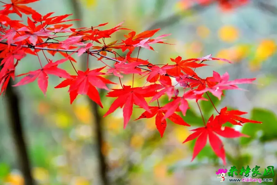 psb (42).webp