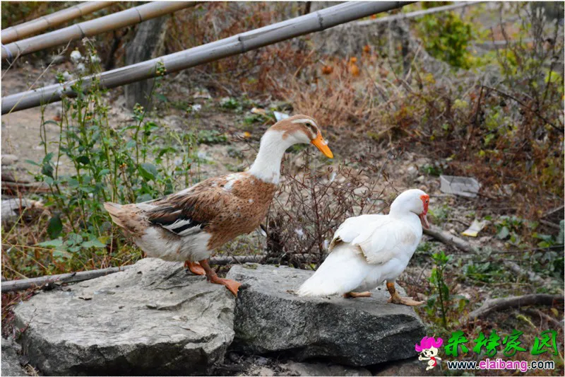 DSC_8025.webp