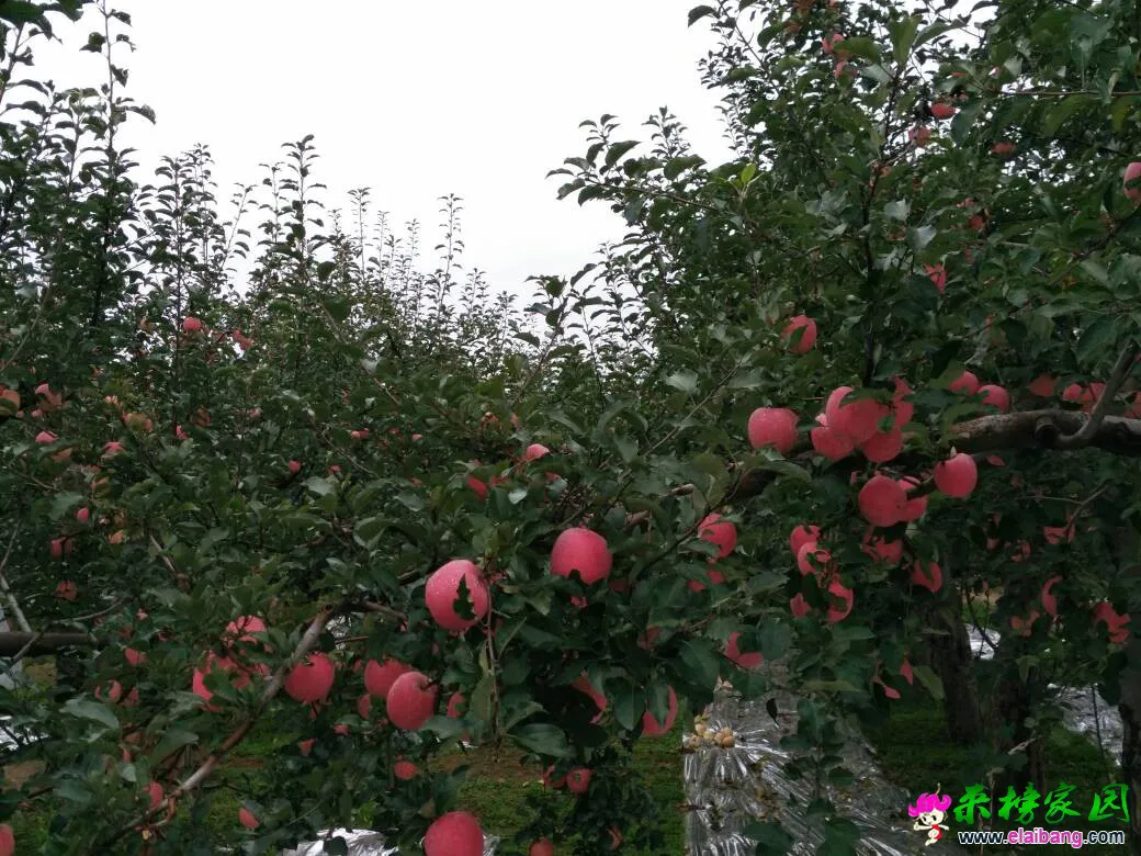 175724k5s4h1s8xu1zltv5.webp