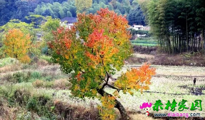 [3(I3GEFFDPXG3{KGR9O86A.webp