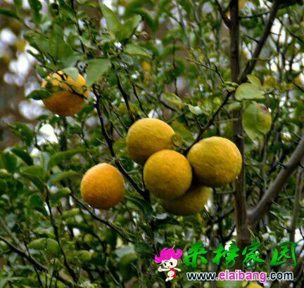 184833t3x0qghgx028pfwq.webp
